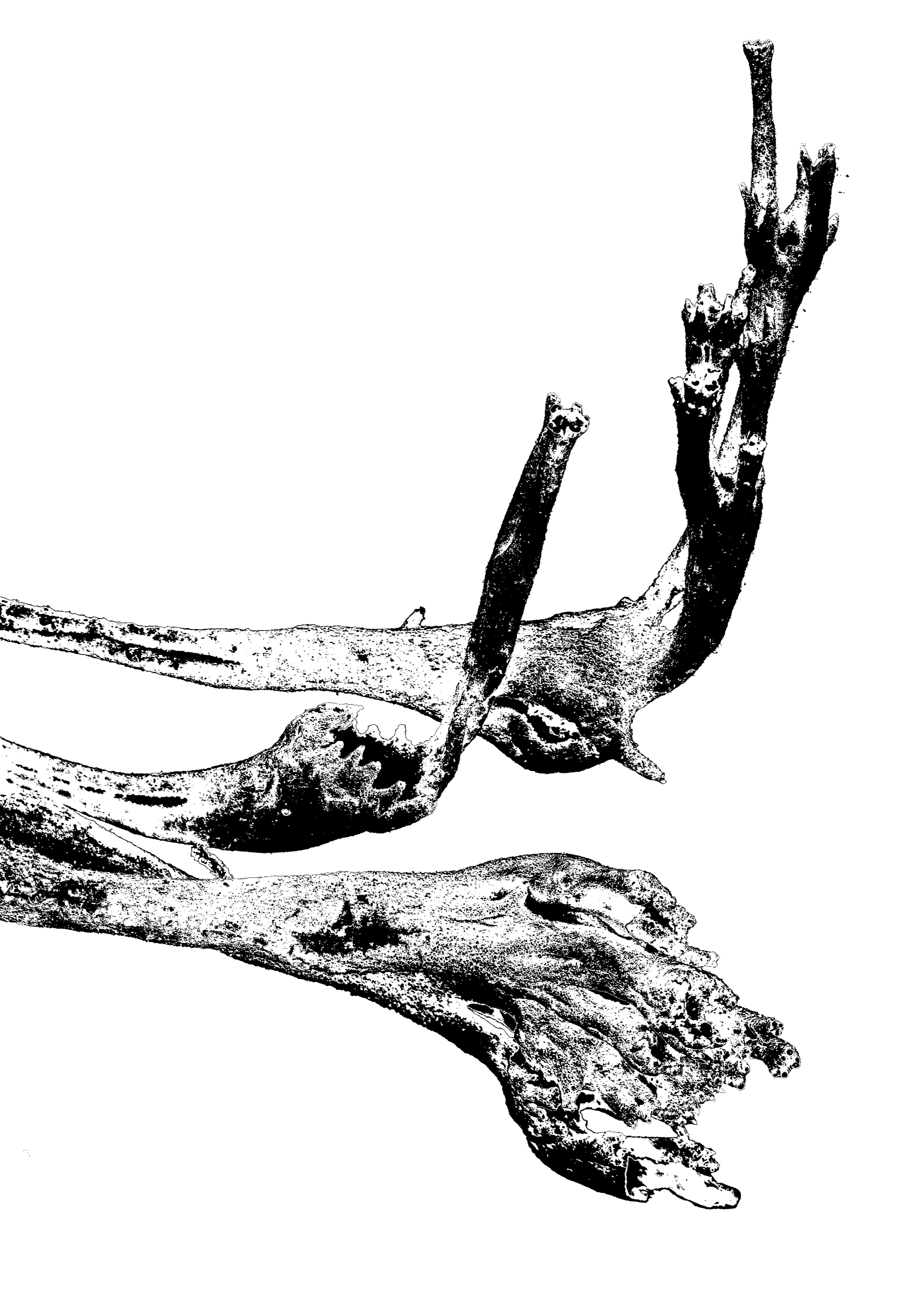 Ankündigung SymbioticWalks