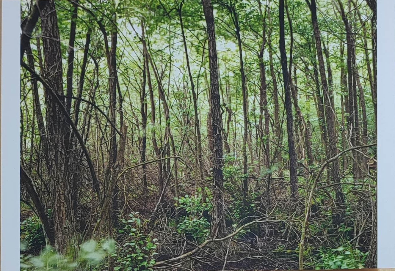 KI generiert: Das Bild zeigt einen üppigen Wald mit vielen dicht stehenden Bäumen und grüner Vegetation. Der Boden ist bedeckt mit Pflanzen und Ästen.